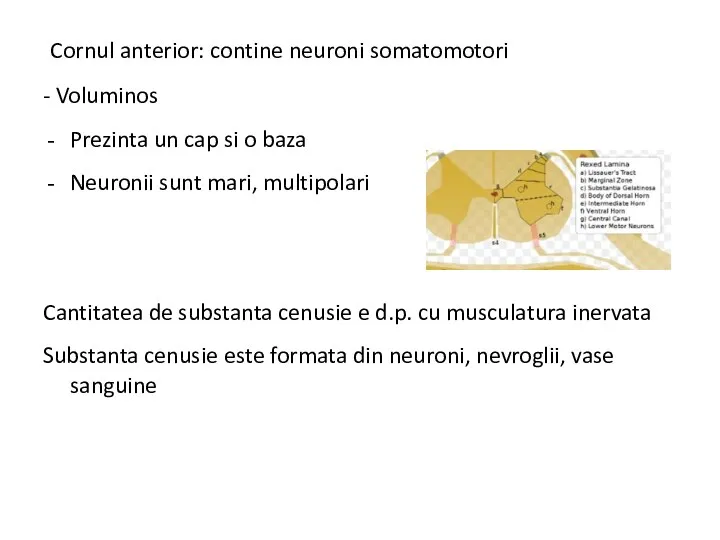 Cornul anterior: contine neuroni somatomotori - Voluminos Prezinta un cap