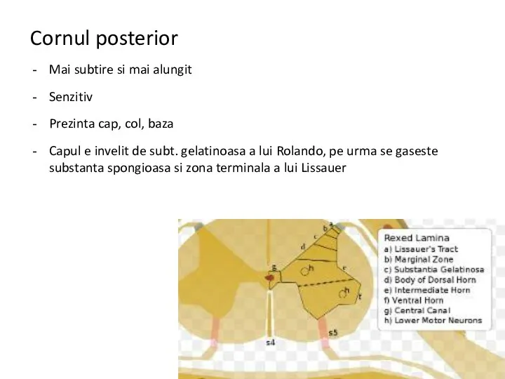 Cornul posterior Mai subtire si mai alungit Senzitiv Prezinta cap,