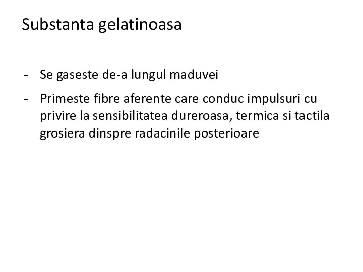 Substanta gelatinoasa Se gaseste de-a lungul maduvei Primeste fibre aferente