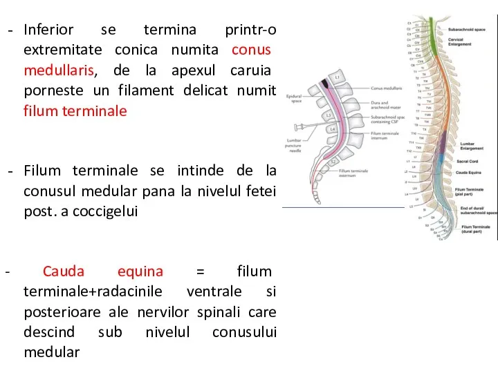 Inferior se termina printr-o extremitate conica numita conus medullaris, de