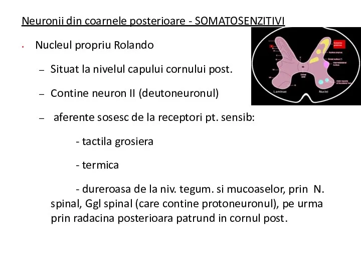 Neuronii din coarnele posterioare - SOMATOSENZITIVI Nucleul propriu Rolando Situat