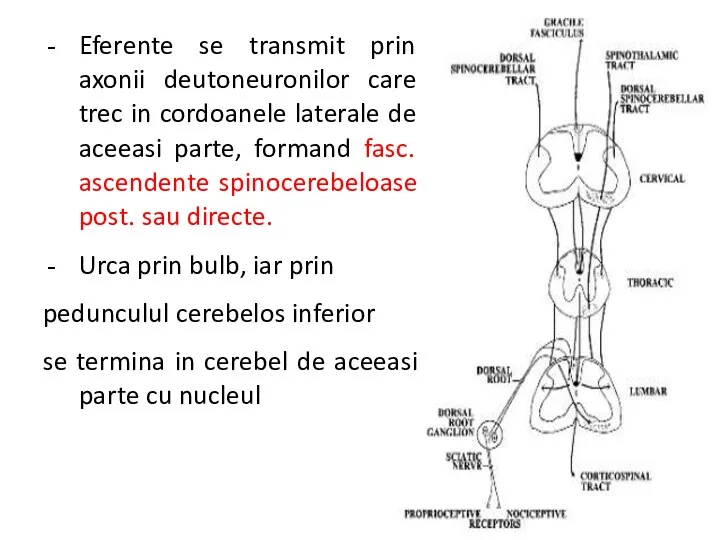 Eferente se transmit prin axonii deutoneuronilor care trec in cordoanele