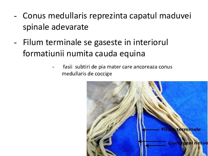 Conus medullaris reprezinta capatul maduvei spinale adevarate Filum terminale se