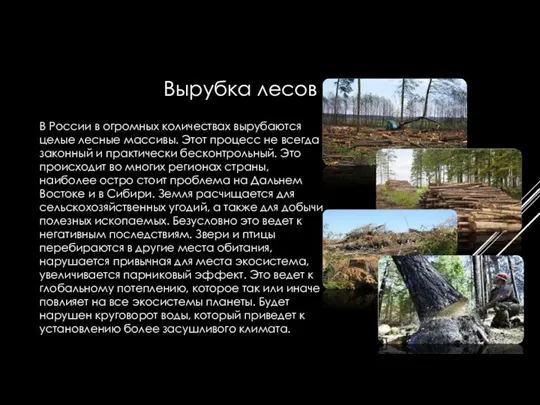 В России в огромных количествах вырубаются целые лесные массивы. Этот процесс не всегда