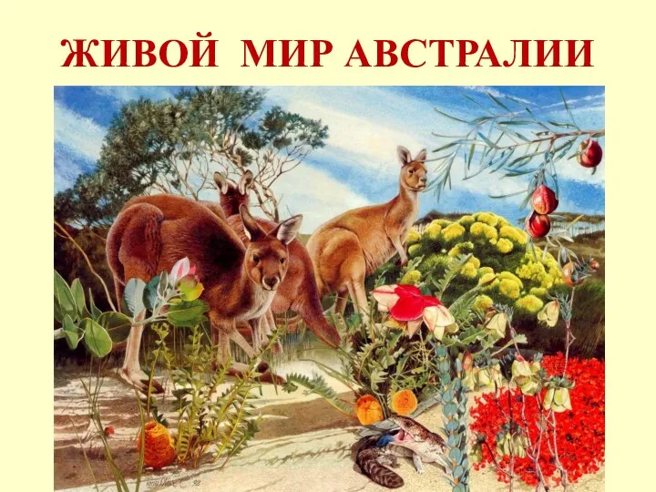 ЖИВОЙ МИР АВСТРАЛИИ