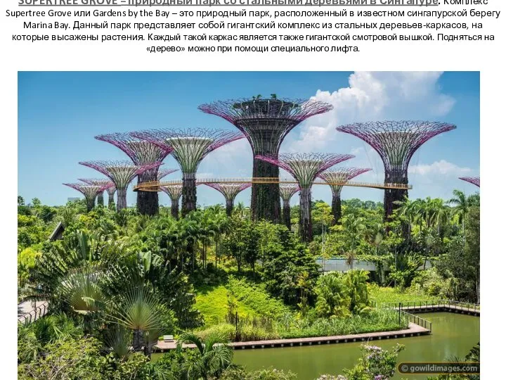 SUPERTREE GROVE – природный парк со стальными деревьями в Сингапуре. Комплекс Supertree Grove