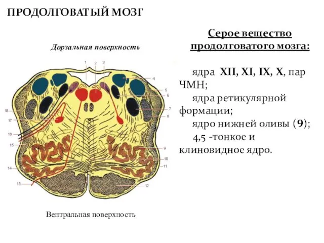 ПРОДОЛГОВАТЫЙ МОЗГ Серое вещество продолговатого мозга: ядра XII, XI, IX, X, пар ЧМН;