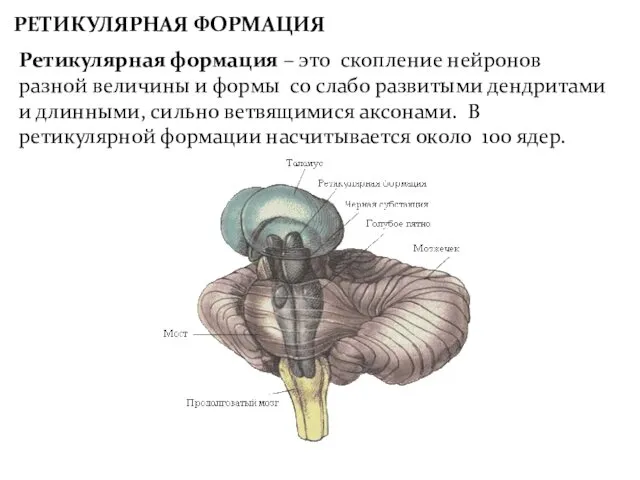 Ретикулярная формация – это скопление нейронов разной величины и формы со слабо развитыми