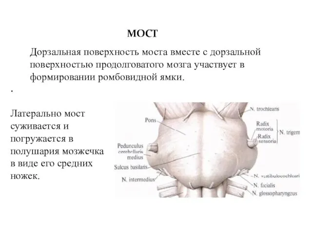 . Латерально мост суживается и погружается в полушария мозжечка в виде его средних