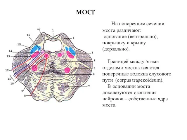 МОСТ На поперечном сечении моста различают: основание (вентрально), покрышку и крышу (дорзально). Границей