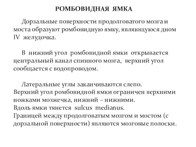 Дорзальные поверхности продолговатого мозга и моста образуют ромбовидную ямку, являющуюся дном IV желудочка.