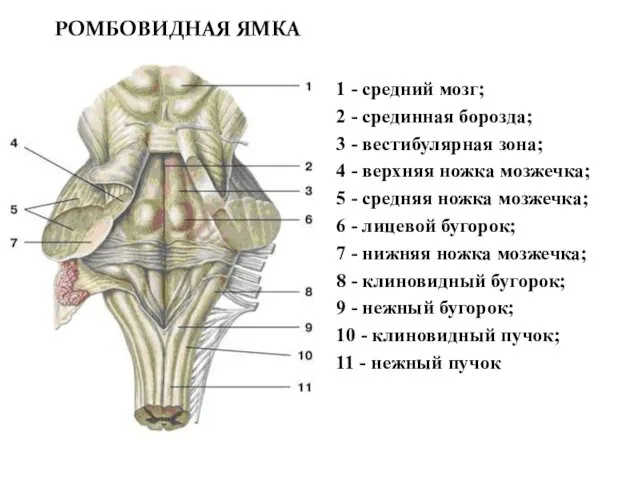 1 - средний мозг; 2 - срединная борозда; 3 - вестибулярная зона; 4