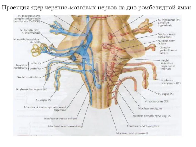Проекция ядер черепно-мозговых нервов на дно ромбовидной ямки