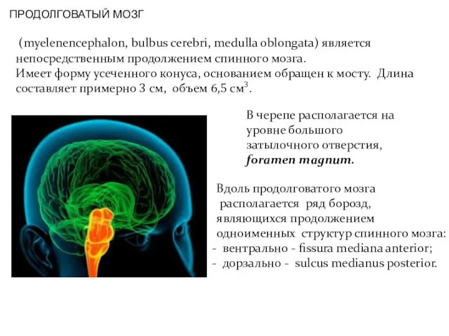 (myelenencephalon, bulbus cerebri, medulla oblongata) является непосредственным продолжением спинного мозга. Имеет форму усеченного