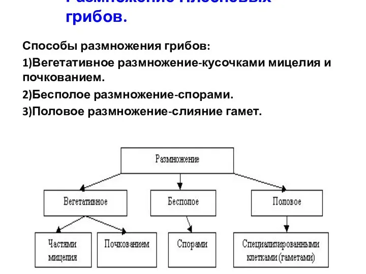 Размножение Плесневых грибов. Способы размножения грибов: 1)Вегетативное размножение-кусочками мицелия и почкованием. 2)Бесполое размножение-спорами. 3)Половое размножение-слияние гамет.