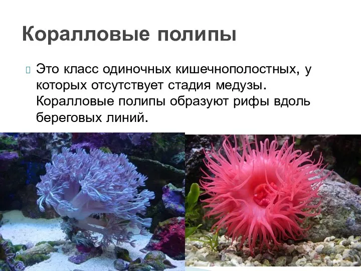 Это класс одиночных кишечнополостных, у которых отсутствует стадия медузы. Коралловые полипы образуют рифы