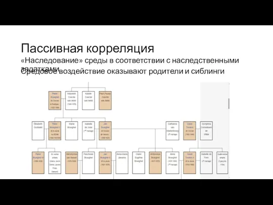 Пассивная корреляция «Наследование» среды в соответствии с наследственными задатками Средовое воздействие оказывают родители и сиблинги