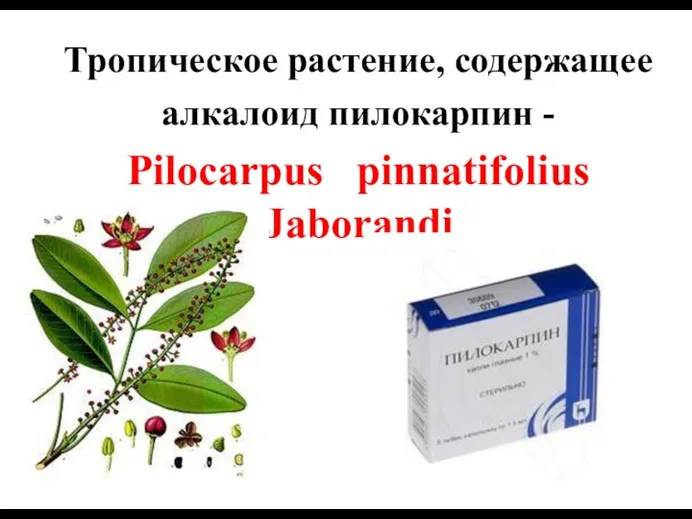 Тропическое растение, содержащее алкалоид пилокарпин - Pilocarpus pinnatifolius Jaborandi