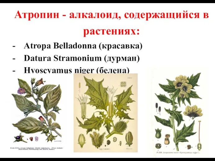 Атропин - алкалоид, содержащийся в растениях: - Atropa Belladonna (красавка) - Datura Stramonium