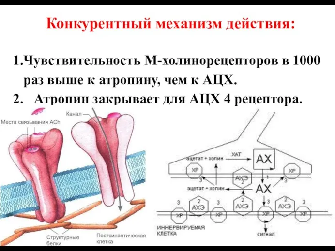 Конкурентный механизм действия: 1.Чувствительность М-холинорецепторов в 1000 раз выше к