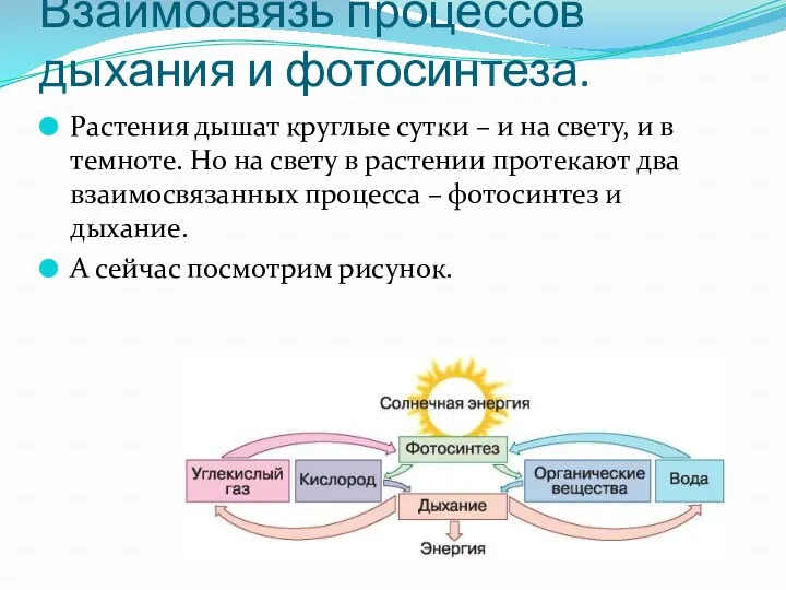 Взаимосвязь процессов дыхания и фотосинтеза. Растения дышат круглые сутки – и на свету,