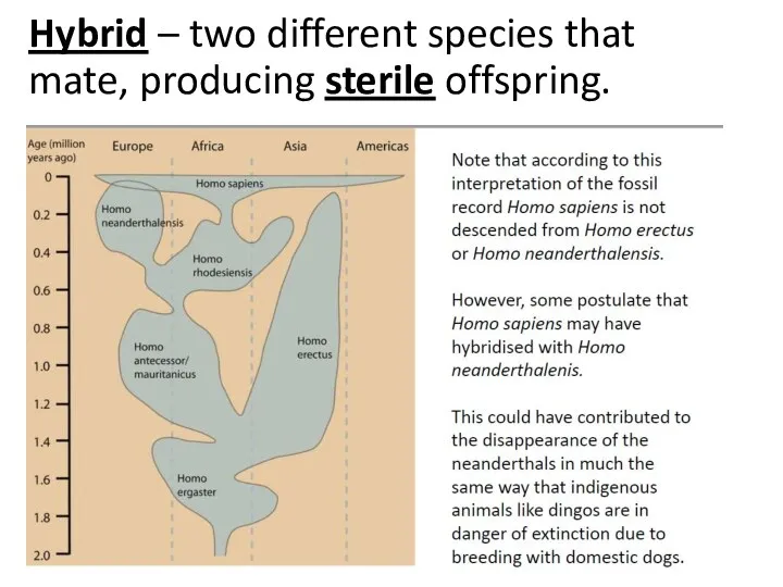 Hybrid – two different species that mate, producing sterile offspring.