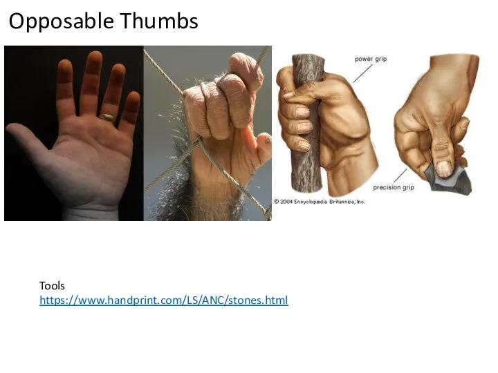 Opposable Thumbs Tools https://www.handprint.com/LS/ANC/stones.html