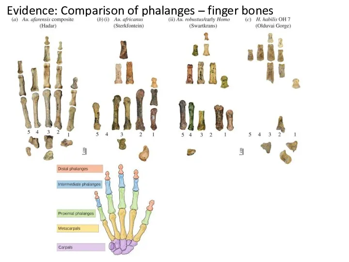 Evidence: Comparison of phalanges – finger bones