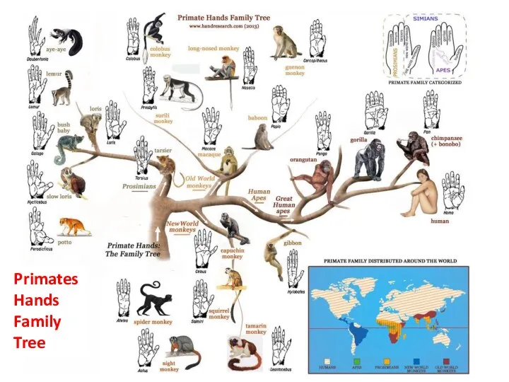 Primates Hands Family Tree