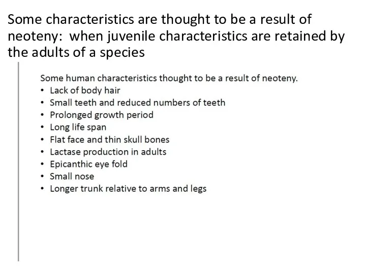 Some characteristics are thought to be a result of neoteny: when juvenile characteristics