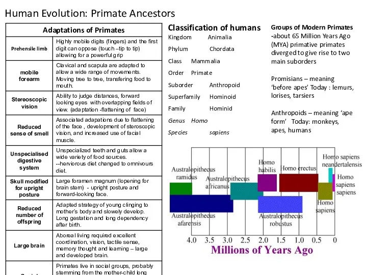 Human Evolution: Primate Ancestors Classification of humans Kingdom Animalia Phylum Chordata Class Mammalia