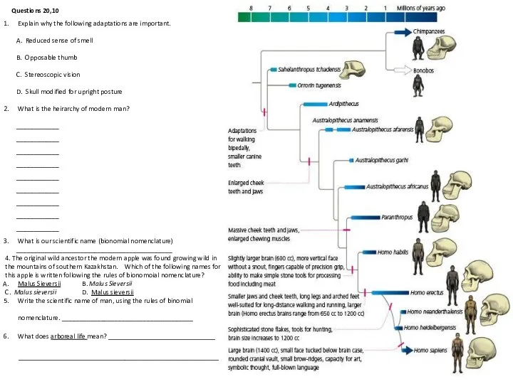 Explain why the following adaptations are important. A. Reduced sense of smell B.