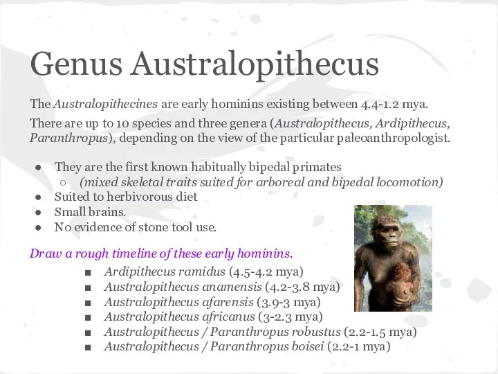Genus Australopithecus The Australopithecines are early hominins existing between 4.4-1.2 mya. There are