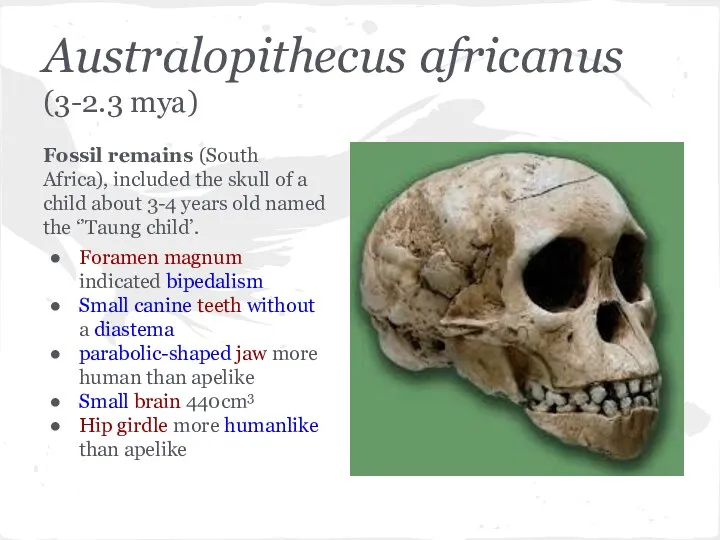 Australopithecus africanus (3-2.3 mya) Fossil remains (South Africa), included the skull of a