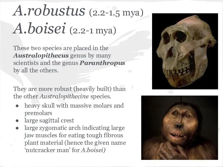 A.robustus (2.2-1.5 mya) A.boisei (2.2-1 mya) These two species are placed in the