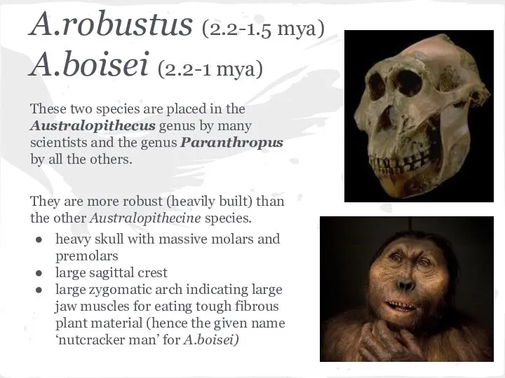 A.robustus (2.2-1.5 mya) A.boisei (2.2-1 mya) These two species are