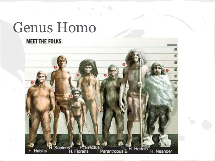 Genus Homo