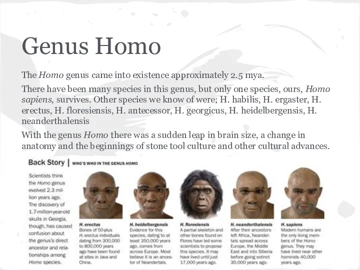 Genus Homo The Homo genus came into existence approximately 2.5 mya. There have
