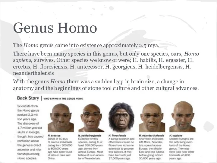 Genus Homo The Homo genus came into existence approximately 2.5