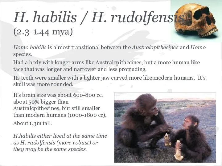 H. habilis / H. rudolfensis (2.3-1.44 mya) Homo habilis is almost transitional between