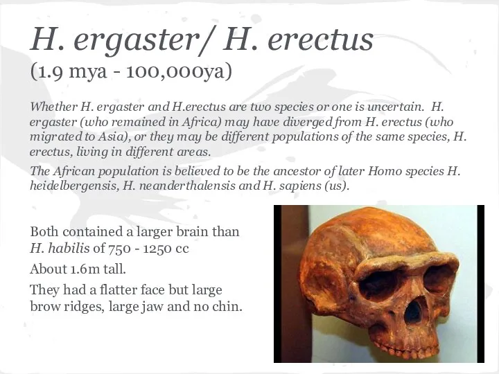 H. ergaster/ H. erectus (1.9 mya - 100,000ya) Whether H. ergaster and H.erectus