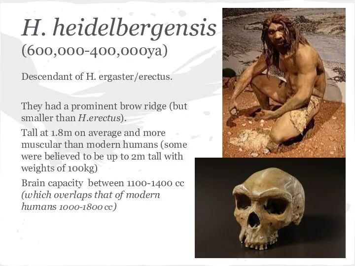 H. heidelbergensis (600,000-400,000ya) Descendant of H. ergaster/erectus. They had a prominent brow ridge