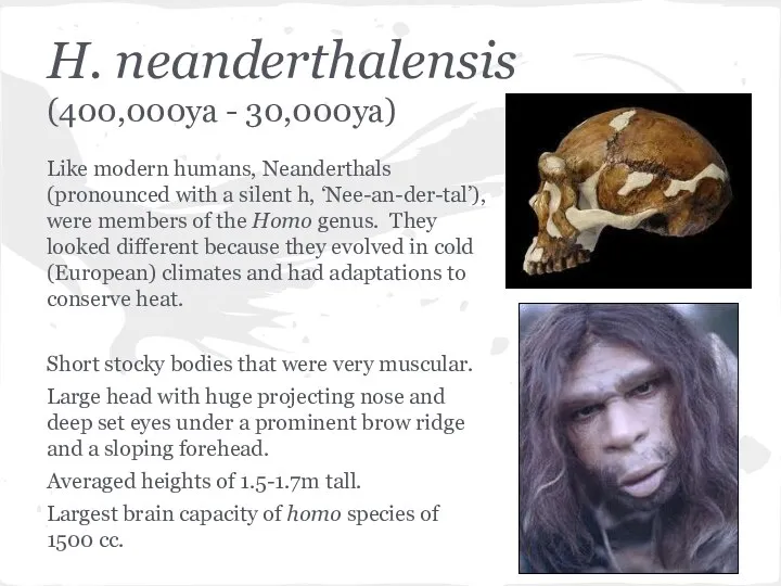 H. neanderthalensis (400,000ya - 30,000ya) Like modern humans, Neanderthals (pronounced with a silent
