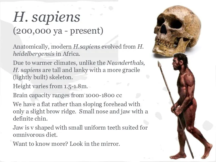 H. sapiens (200,000 ya - present) Anatomically, modern H.sapiens evolved from H. heidelbergensis