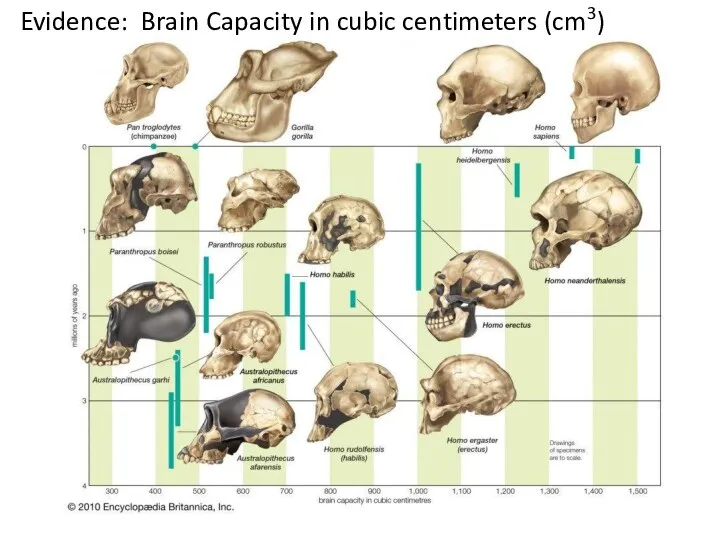 Evidence: Brain Capacity in cubic centimeters (cm3)