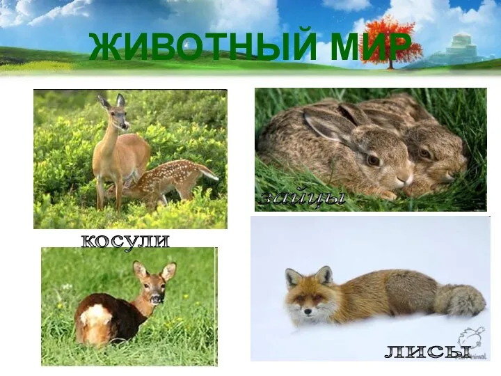 ЖИВОТНЫЙ МИР зайцы лисы косули