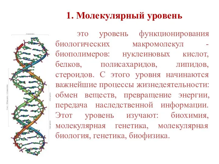 1. Молекулярный уровень это уровень функционирования биологических макромолекул - биополимеров: