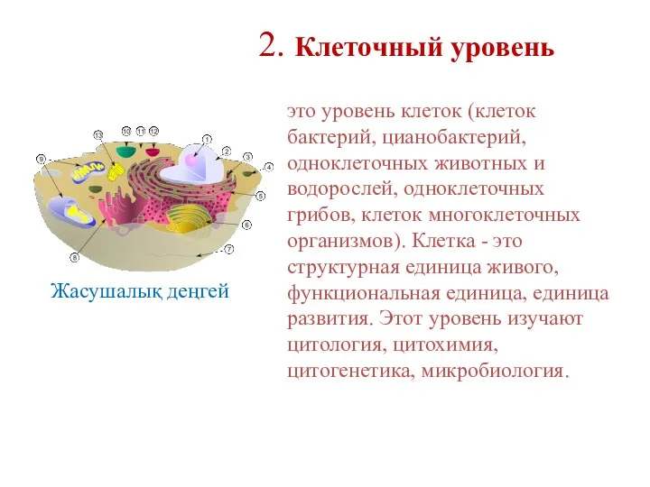 Жасушалық деңгей 2. Клеточный уровень Жер бетіндегі тірі ағзалардың көпшілігінің