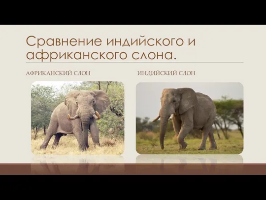 Сравнение индийского и африканского слона. АФРИКАНСКИЙ СЛОН ИНДИЙСКИЙ СЛОН