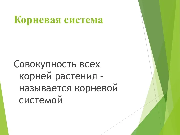 Корневая система Совокупность всех корней растения –называется корневой системой